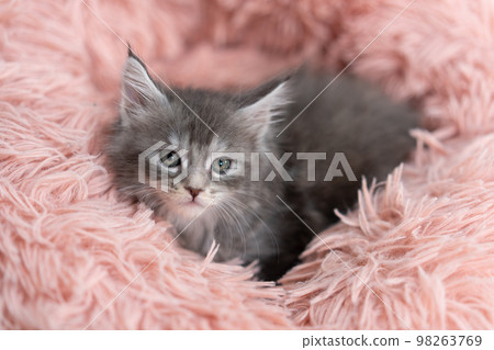 A kitten of Maine Coon 98263769