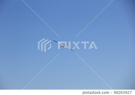 “黑尾鷗”翱翔在萬里無雲的藍天 “黑尾鷗”翱翔在萬里無雲的藍天 98263927