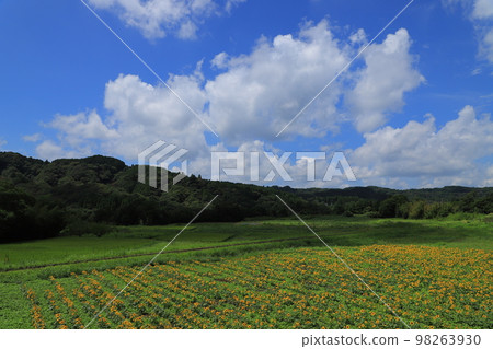 向日葵花田和小湊鐵道 向日葵花田和小湊鐵道 98263930