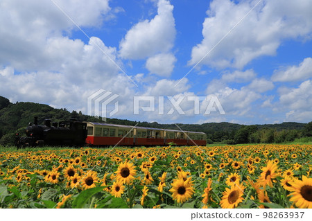 Sunflower Field and Kominato Railway Sunflower Field and Kominato Railway 98263937