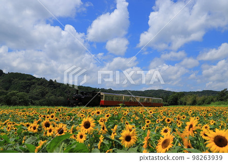 向日葵花田和小湊鐵道 向日葵花田和小湊鐵道 98263939