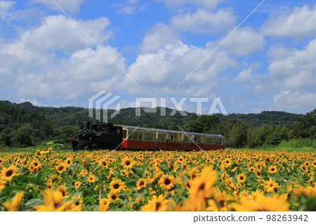 Sunflower Field and Kominato Railway Sunflower Field and Kominato Railway 98263942