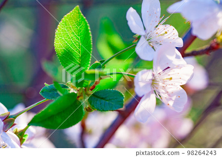 beautiful closeup spring blossoming tree beautiful closeup spring blossoming tree 98264243