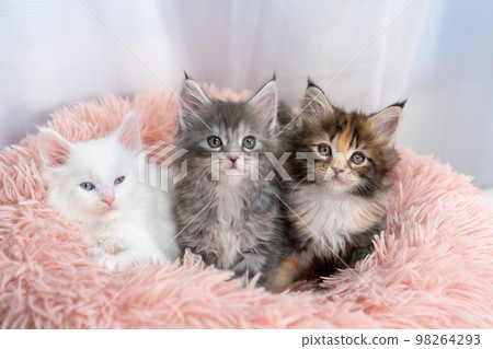 three maine coon kittens 98264293