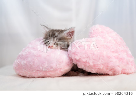 sleeping maine coon kitten 98264316