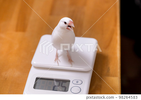 A male white sparrow surprised by its weight measurement 98264583