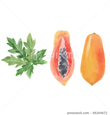 Beautiful vector stock clip art illustration with hand drawn watercolor tasty papaya fruit. Healthy vegan food. Beautiful vector stock clip art illustration with hand drawn watercolor tasty papaya fruit. Healthy vegan food. 98264672