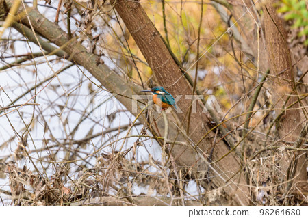 Kingfisher 98264680