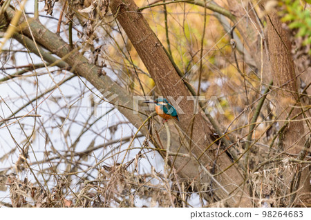 Kingfisher Kingfisher 98264683