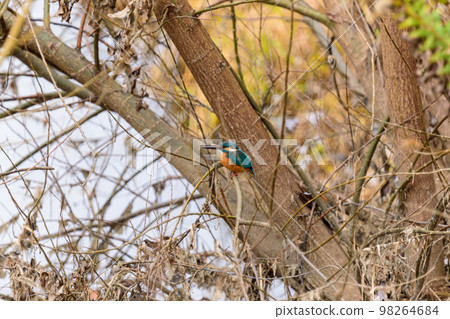 Kingfisher 98264684