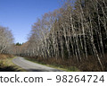 Birch trees and roads 98264724