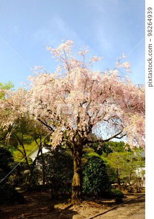 Weeping cherry trees and fresh greenery on the grounds [April, Tsukui, Sagamihara City] 98264939