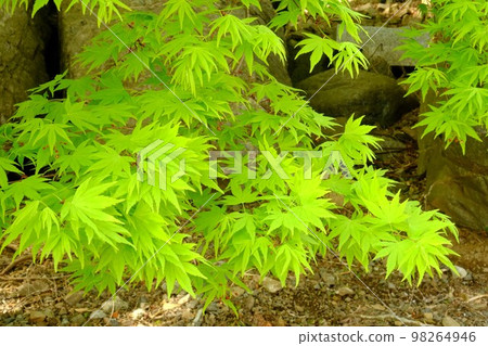 新鮮的綠楓 [4月相模原市津久井] 98264946