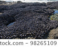 Beach scene with mussels 98265109
