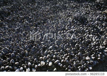 A bunch of drained beach mussels A bunch of drained beach mussels 98265110