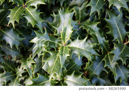 Close-up holly background 98265990