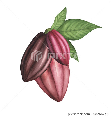 Ripe Cocoa pod isolated on white. Watercolor Hand drawing Illustration for chocolate packaging, menu, poster 98266743