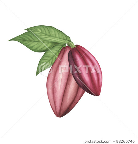 Ripe Ruby Cocoa pod with beans isolated on white. Watercolor Hand drawing Illustration for chocolate packaging, poster Ripe Ruby Cocoa pod with beans isolated on white. Watercolor Hand drawing Illustration for chocolate packaging, poster 98266746