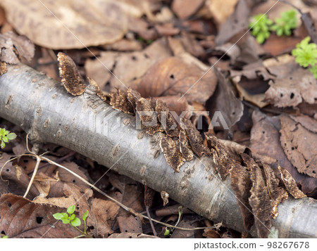 腐爛樹上的蘑菇 98267678