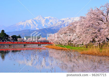 Cherry blossoms in the moat of Takada Castle and remaining snow on Mt. Myoko 1 98267715
