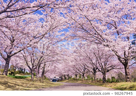 Spring scenery, tunnel of cherry blossoms 98267945