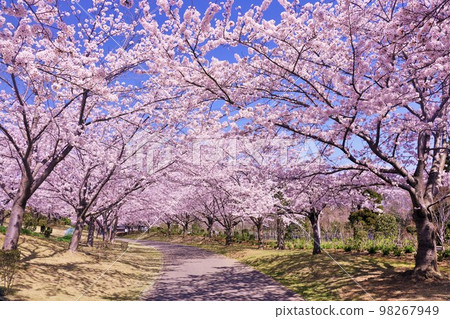 春天的風景，櫻花隧道 98267949