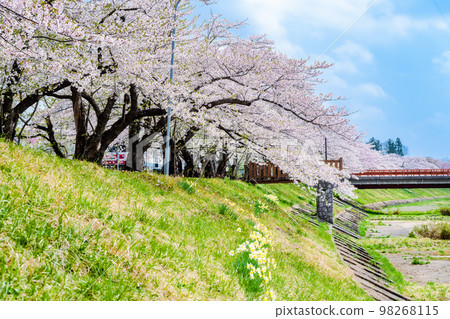 秋田縣檜木內川沿岸盛開的櫻花 秋田縣檜木內川沿岸盛開的櫻花 98268115