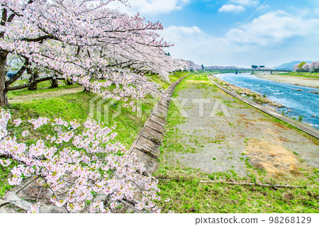 秋田縣檜木內川沿岸盛開的櫻花 98268129