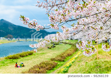 秋田縣檜木內川沿岸盛開的櫻花 98268139