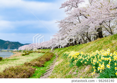 秋田縣檜木內川沿岸盛開的櫻花 98268140