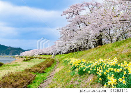 秋田縣檜木內川沿岸盛開的櫻花 98268141