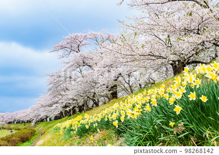秋田縣檜木內川沿岸盛開的櫻花 98268142