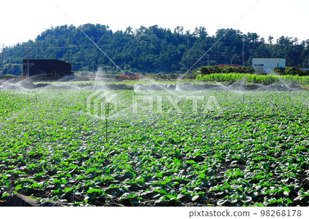 Bagumji Oreum, Dansan, Mountain, Oreum, Foreground, Eve, Rural, Dongsan, Bagumji Oreum, Dansan, Mountain, Oreum, Foreground, Eve, Rural, Dongsan, 98268178