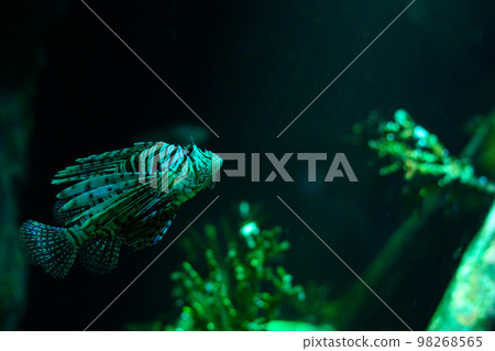 Underwater world. Lionfish fish in an aquarium Underwater world. Lionfish fish in an aquarium 98268565