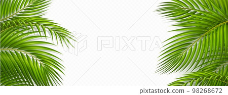 Tropical frame with green palm leaves Tropical frame with green palm leaves 98268672