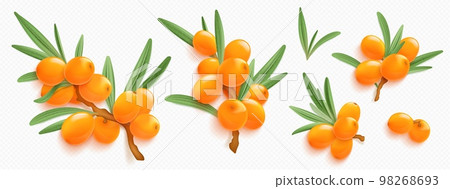Sea buckthorn branches with orange berries Sea buckthorn branches with orange berries 98268693