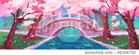 Japanese cherry garden, bridge and sakura blossom 98268708