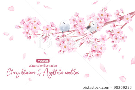 櫻花和長尾山雀的水彩插圖。 （矢量。佈局多變） 98269253