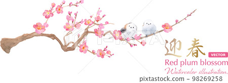 Two long-tailed tit lined up with plum blossoms. watercolor illustration. Red plum and small bird decoration. (Vector. Layout changeable) 98269258