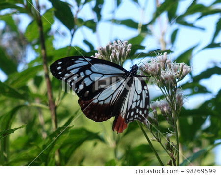 chestnut tiger butterfly butterfly chestnut tiger butterfly butterfly 98269599
