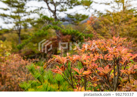鬼押出園的紅葉(群馬縣) 鬼押出園的紅葉(群馬縣) 98270337