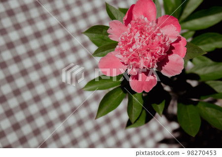 Beautiful peony flower on pink color close up. Fresh cut flowers green leaf for decoration home. Delivery flower 98270453