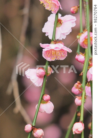 Weeping plums like weeping cherry blossoms are cute Weeping plums like weeping cherry blossoms are cute 98270764