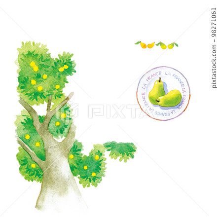 Watercolor: pear 98271061