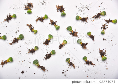 Small cactus seedlings with long roots, Preparing indoor houseplant for replanting Small cactus seedlings with long roots, Preparing indoor houseplant for replanting 98271071