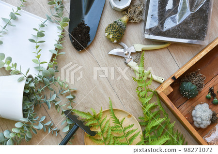 Indoor houseplant for home decoration, Replanting tree gardening tool, Planting cactus 98271072