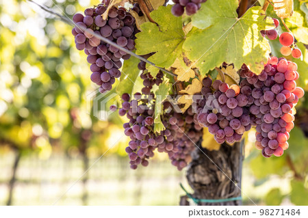 Purple bunches of grapes of the Red Traminer variety in a vineyard ripening before harvest 98271484