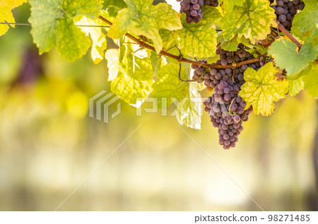 Purple bunches of grapes of the Red Traminer variety in a vineyard ripening before harvest 98271485