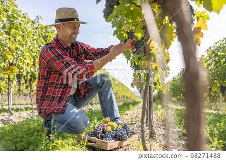 A satisfied winemaker harvests grapes in his vineyard. A satisfied winemaker harvests grapes in his vineyard. 98271488