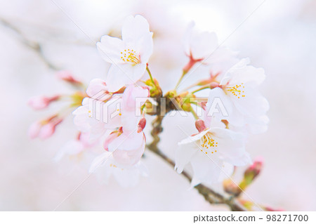 Somei Yoshino close-up 98271700